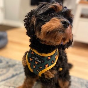 Lucy & Co Reversible Harness - Jungle Vibes XS